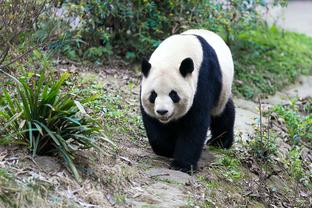 德天空：图赫尔从未排除重返切尔西，也对执教曼联、巴萨感兴趣